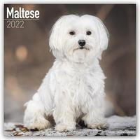 Maltese - Malteser 2022 - 18-Monatskalender mit freier DogDays-App