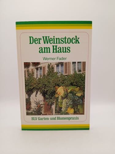 Der Weinstock am Haus.