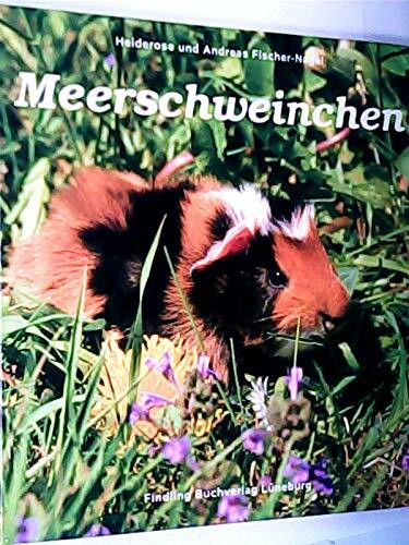 Meerschweinchen