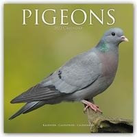 Pigeons - Tauben 2022