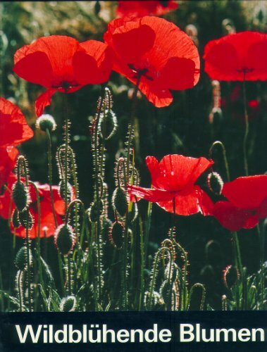 Wildblühende Blumen: Fotografischer Streifzug durch unsere Umgebung