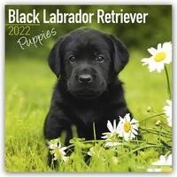 Black Labrador Puppies - Schwarze Labradorwelpen 2022 - 18-Monatskalender