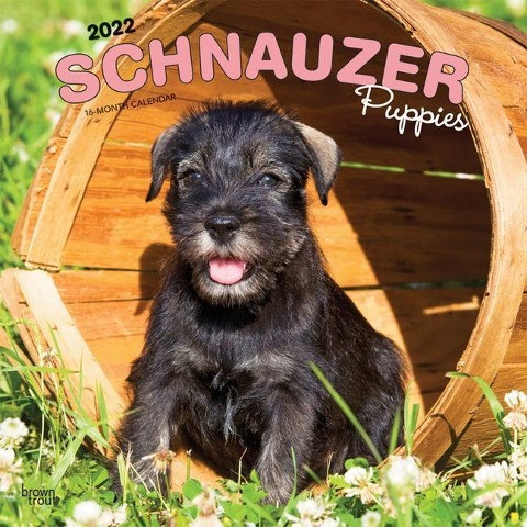 Schnauzer Puppies 2022 Square