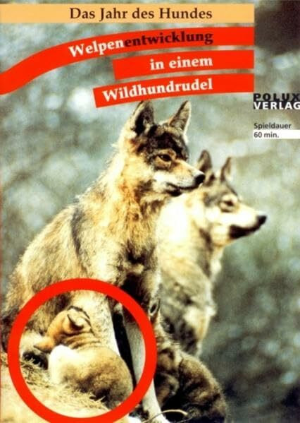 Welpenentwicklung in einem Wildhundrudel: Das Jahr des Hundes