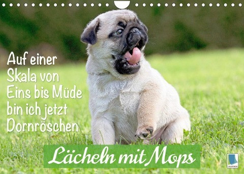 Der Mops: Nicht klein, sondern aufs Wesentliche reduziert. Edition lustige Tiere (Wandkalender 2022 DIN A4 quer)