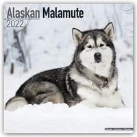 Alaskan Malamutes 2022 - 18-Monatskalender mit freier DogDays-App