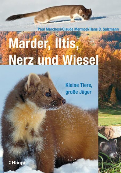 Marder, Iltis, Nerz und Wiesel: Kleine Tiere, große Jäger