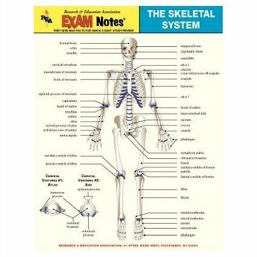 Skeletal System Anatomy Exam Notes
