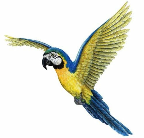 Wild Walls Wild Walls