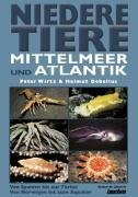 Niedere Tiere Mittelmeer + Atlantik