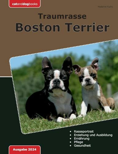 Traumrasse Boston Terrier