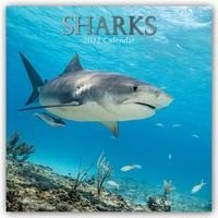 Sharks - Haie 2022 - 18-Monatskalender