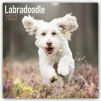 Labradoodles 2022 - 18-Monatskalender mit freier DogDays-App