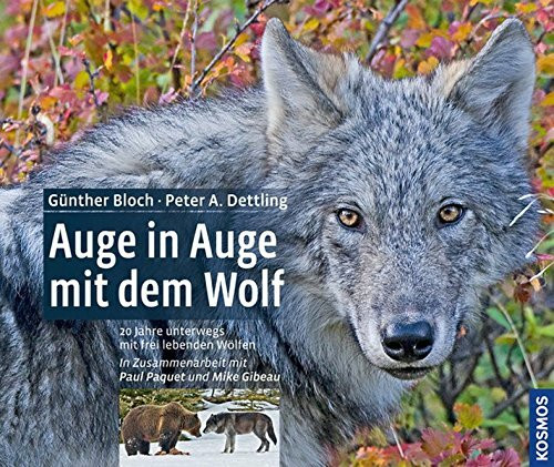 Auge in Auge mit dem Wolf: 20 Jahre unterwegs mit frei lebenden Wölfen