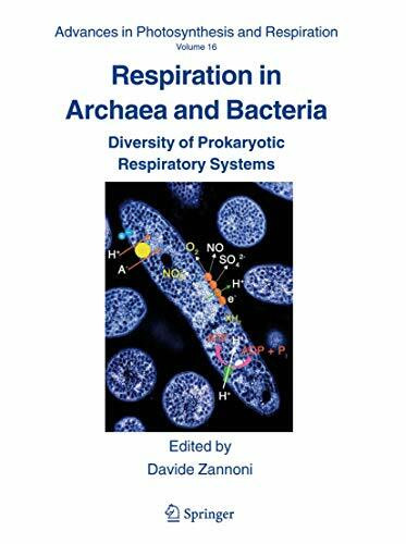 Respiration in Archaea and Bacteria: Diversity of Prokaryotic Respiratory Systems (Advances in Photosynthesis and Respiration, Band 16)