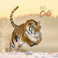 Big Cats 2022