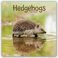 Hedgehogs - Igel 2022