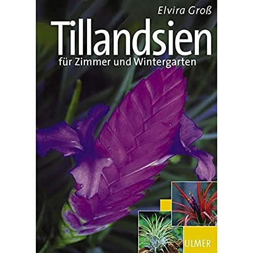 Tillandsien: für Zimmer und Wintergarten