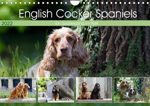 English Cocker Spaniels - Ein Spaziergang im Park (Wandkalender 2022 DIN A4 quer)