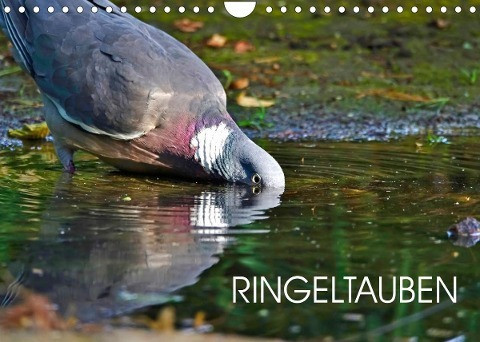 Ringeltauben (Wandkalender 2023 DIN A4 quer)
