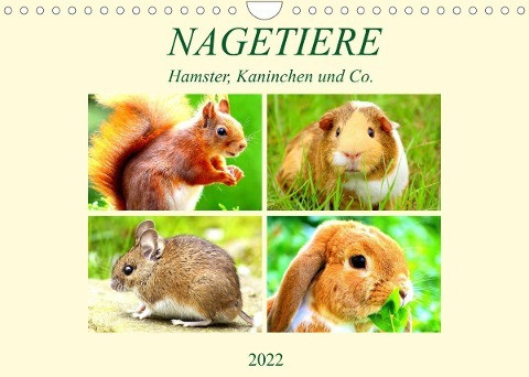 Nagetiere. Hamster, Kaninchen und Co. (Wandkalender 2022 DIN A4 quer)