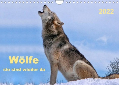 Wölfe - sie sind wieder da (Wandkalender 2022 DIN A4 quer)