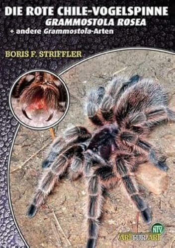 Die Rote Chile-Vogelspinne + andere Grammostola-Arten: Grammostola rosea