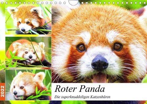 Roter Panda. Die superknuddeligen Katzenbären (Wandkalender 2022 DIN A4 quer)