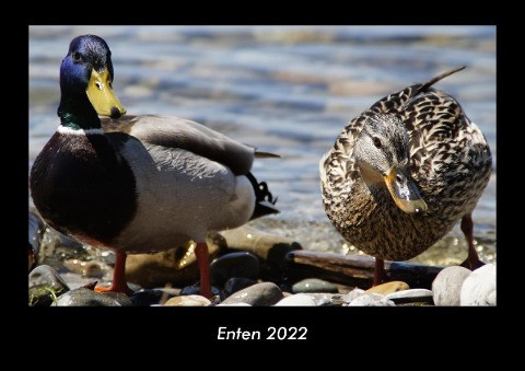 Enten 2022 Fotokalender DIN A3