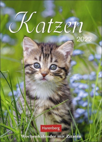 Katzen 2022