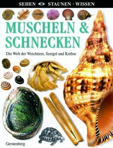 Muscheln & Schnecken: Die Welt der Weichtiere, Seeigel und Krebse (Sehen - Staunen - Wissen)