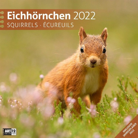Eichhörnchen 2022 Broschürenkalender