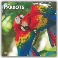 Parrots - Papageien 2020 - 18-Monatskalender