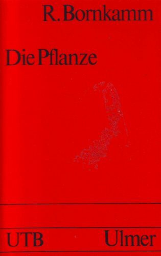 Die Pflanze