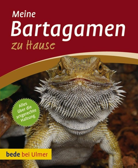Bartagamen zu Hause