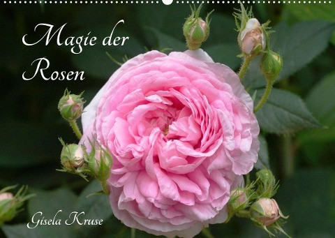 Magie der Rosen (Wandkalender 2023 DIN A2 quer)