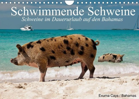 Schwimmende Schweine (Wandkalender 2022 DIN A4 quer)