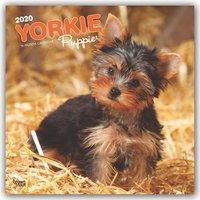 Yorkshire Terrier Puppies - Yorkshire Terrier Welpen 2020 - 18-Monatskalender mit freier DogDays-App
