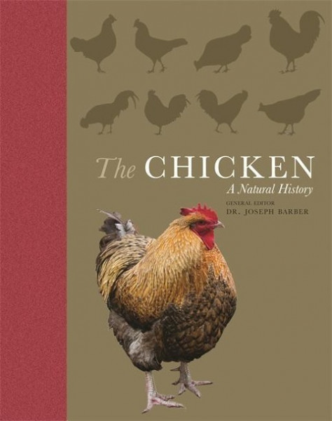 The Chicken