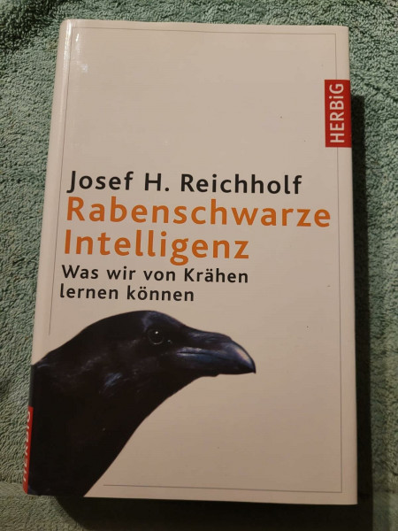 Rabenschwarze Intelligenz: Was wir von Krähen lernen können
