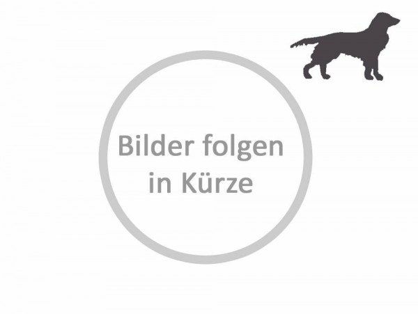 Jagen mit Spaniel, Stöberhunden & Verwandten