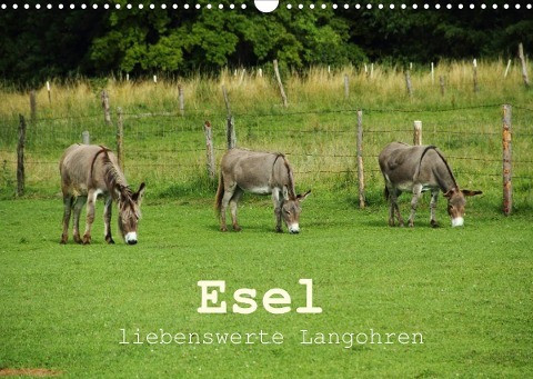 Esel - liebenswerte Langohren (Wandkalender 2022 DIN A3 quer)