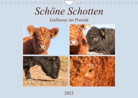 Schöne Schotten - Galloway im Porträt (Wandkalender 2023 DIN A4 quer)