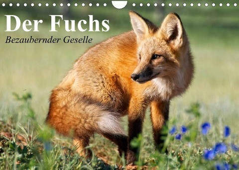 Der Fuchs. Bezaubernder Geselle (Wandkalender 2022 DIN A4 quer)