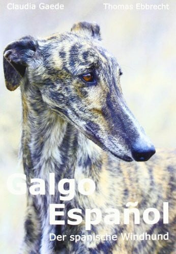 Galgo Español: Der spanische Windhund