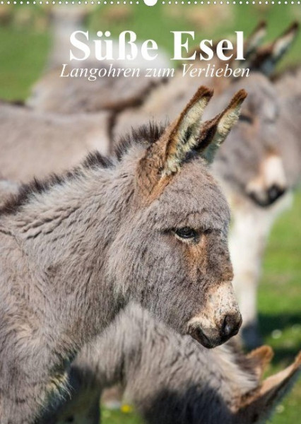 Süße Esel. Langohren zum Verlieben (Wandkalender 2022 DIN A2 hoch)