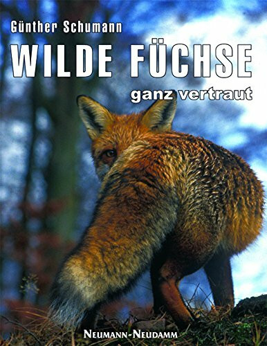 Wilde Füchse - ganz vertraut