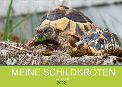 Meine Schildkröten (Wandkalender 2022 DIN A2 quer)