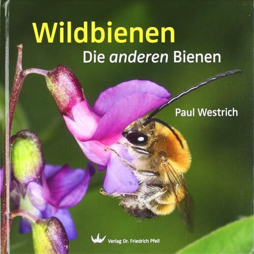 Wildbienen: Die anderen Bienen