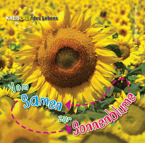 Vom Samen zur Sonnenblume
